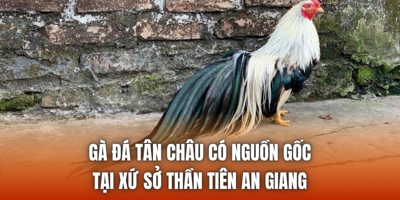 Gà đá Tân Châu có nguồn gốc tại xứ sở thần tiên An Giang