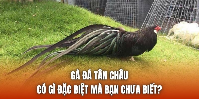 Gà Đá Tân Châu Có Gì Đặc Biệt Mà Bạn Chưa Biết?