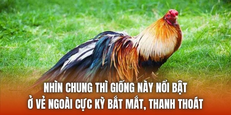 Nhìn chung thì giống này nổi bật ở vẻ ngoài cực kỳ bắt mắt, thanh thoát