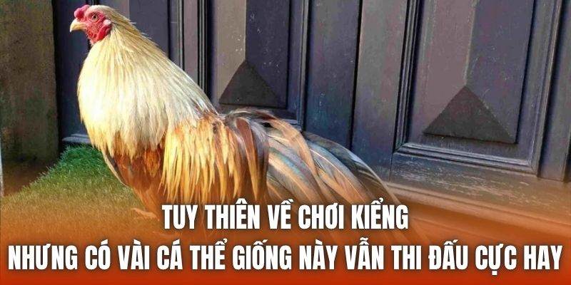 Tuy thiên về chơi kiểng nhưng có vài cá thể giống này vẫn thi đấu cực hay